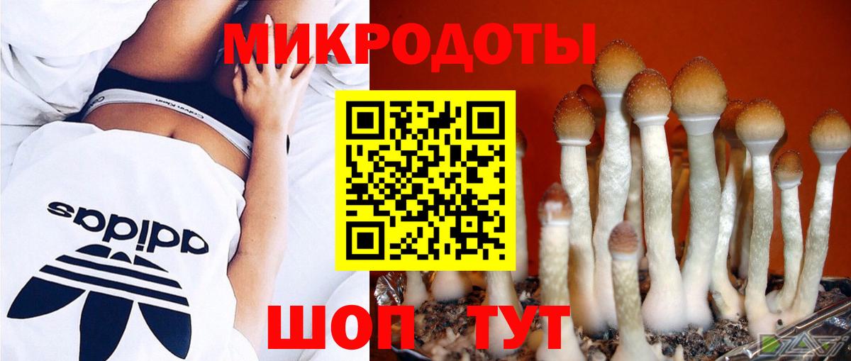 Галлюциногенные грибы Psilocybine cubensis  Полысаево 